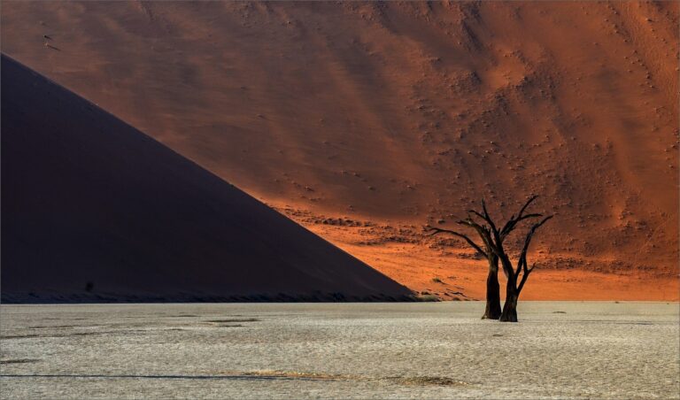 Donald Brotherston - Dead-Vlei